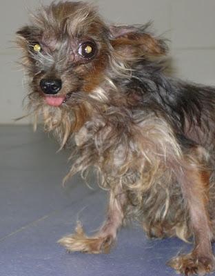 NO HAY PALABRAS!!! Momo, yorki de 1.5 kg  (Arca Noe Córdoba)