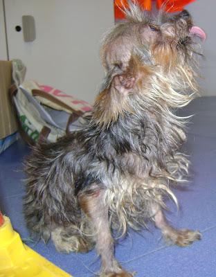 NO HAY PALABRAS!!! Momo, yorki de 1.5 kg  (Arca Noe Córdoba)