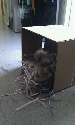 NO HAY PALABRAS!!! Momo, yorki de 1.5 kg  (Arca Noe Córdoba)