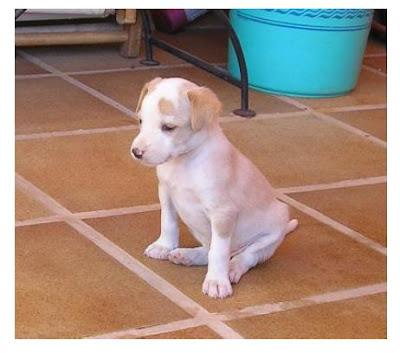 Pequeñas y preciosas criaturas tiradas a un contenedor de basura..