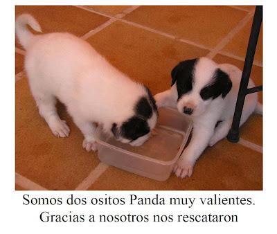 Pequeñas y preciosas criaturas tiradas a un contenedor de basura..