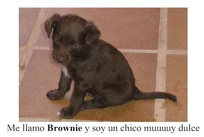 Pequeñas y preciosas criaturas tiradas a un contenedor de basura..