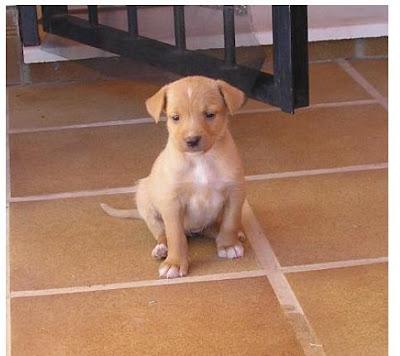 Pequeñas y preciosas criaturas tiradas a un contenedor de basura..