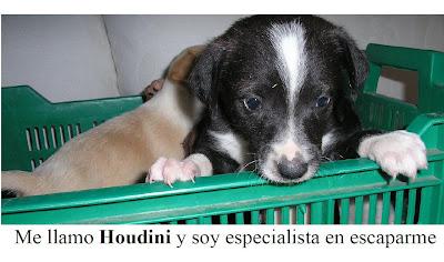 Pequeñas y preciosas criaturas tiradas a un contenedor de basura..