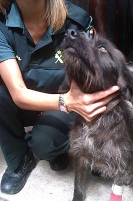 ABANDONADA, ATADA, HERIDA... IRÁ A LA PERRERA. AYUDA!!! (Madrid-Guadalajara)