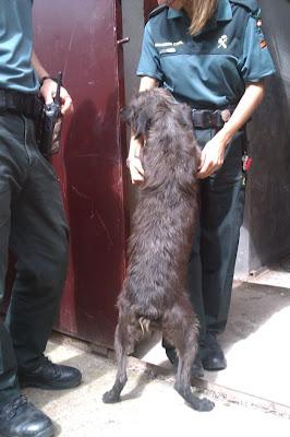 ABANDONADA, ATADA, HERIDA... IRÁ A LA PERRERA. AYUDA!!! (Madrid-Guadalajara)