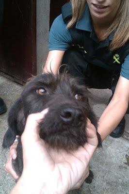 ABANDONADA, ATADA, HERIDA... IRÁ A LA PERRERA. AYUDA!!! (Madrid-Guadalajara)