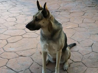 ATENCION MURCIANOS...PERRA PERDIDA EN PUEBLA DE SOTO, ESTA MAÑANA DESPUES DE LAS 8 HORAS.‏