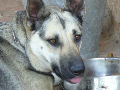 ATENCION MURCIANOS...PERRA PERDIDA EN PUEBLA DE SOTO, ESTA MAÑANA DESPUES DE LAS 8 HORAS.‏