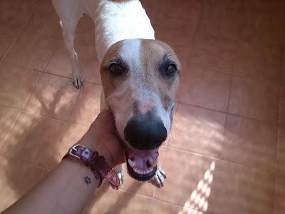 URGENTE GALGO EN LOS HUESOS,CASI NI SE MANTIENE EN PIE!! (MURCIA) SIGUE IGUAL...
