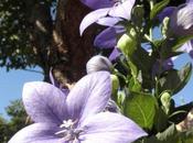 flor forma estrella