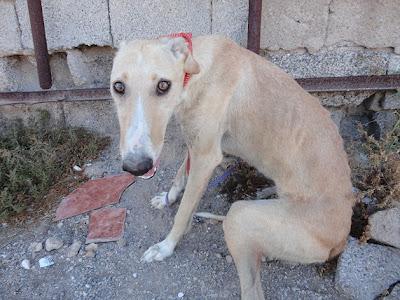 URGENTE!! NECESITO AYUDA PARA LENA, GALGA ABANDONADA EN MURCIA.