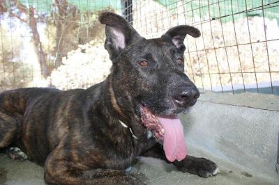 SAURON, cruce de Gran Danés espera un milagro.