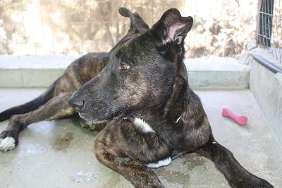 SAURON, cruce de Gran Danés espera un milagro.