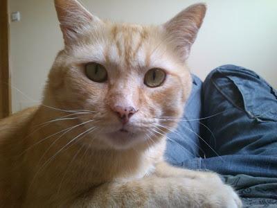 Neon, un angelote de hermosos ojos verdes (Murcia)‏