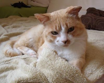 EIDEN, un ángel sin suerte (Murcia)‏