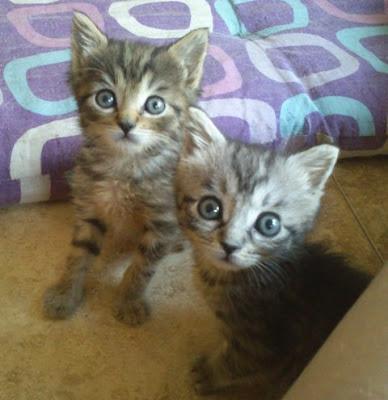 Derek, Sarah y Cameron, 3 tigrecitos adorables (Murcia)‏