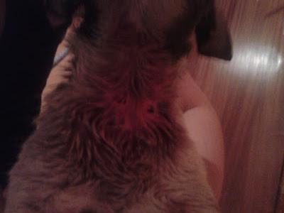 CACHORRITO. AYUDA ME LO LLEVE PARA PROTEGERLE Y LE HAN ATACADO MIS PERROS‏.