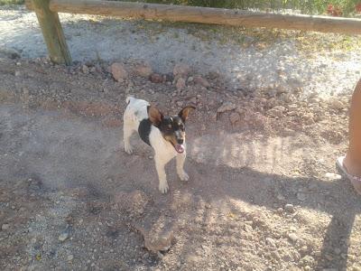 CACHORRITO. AYUDA ME LO LLEVE PARA PROTEGERLE Y LE HAN ATACADO MIS PERROS‏.