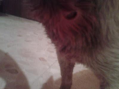 CACHORRITO. AYUDA ME LO LLEVE PARA PROTEGERLE Y LE HAN ATACADO MIS PERROS‏.