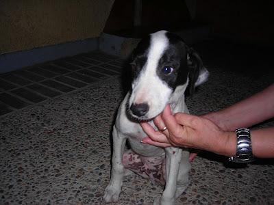¡¡MUY URGENTE!! CACHORRO DE UNOS TRES MESE, ABANDONADO EN UN PUEBLO DE SEVILLA.
