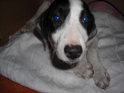 ¡¡MUY URGENTE!! CACHORRO DE UNOS TRES MESE, ABANDONADO EN UN PUEBLO DE SEVILLA.