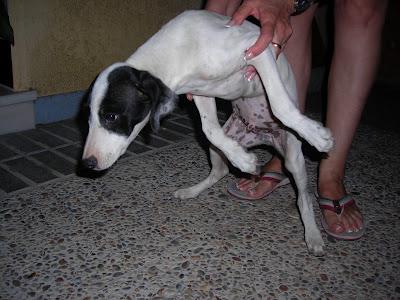 ¡¡MUY URGENTE!! CACHORRO DE UNOS TRES MESE, ABANDONADO EN UN PUEBLO DE SEVILLA.