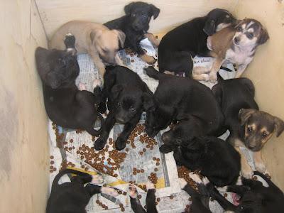 ¡AYUDA! 12 cachorros tamaño mediano abandonados en la puerta de la protectora. Murcia.‏