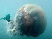 Hechos poco conocidos sobre medusas