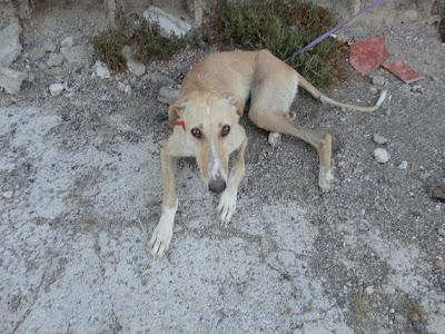 y otra galga mas ...