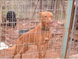 Foto: CHULO  1,5 AÑOS PODENCO QUE NO VALE PARA CAZAR  ES MUY NOBLE contacto: valverdeanimal@valverdeanimal.es