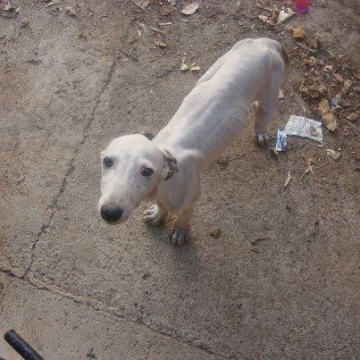 Foto: ¡¡URGENTE!!! GALGUITO BLANCO ESQUELETICO 3 MESES EN LA CALLE. PUEBLO SEVILLA Este galguito esta abandonado esqueletico en una calle de mi pueblo. Tiembla de miedo que tiene. No puede seguir en la calle pero ya no tengo donde meter mas perros. Le llevare de comer y agua a diario para que no se mueva del sitio y los vecinos estaran pendientes pero nadie me lo quiere acoger. Por favor, una protectora que lo recoja, yo lo preparo y lo envio donde sea. es muy urgente como podeis ver. es una preciosidad y esta desnutrido. le dare tambien las pastillas para desparasitarlo. es muy muy urgente por favor.   CONTACTO: aracelisanta@ono.com