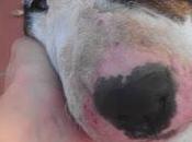 Bull terrier está sufriendo! ayuda favor!!