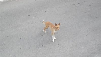 Perrito, parece podenco, cojo, en los huesos y comido de garrapatas en la puñetera calle... por favor, ayuda!! Cordoba