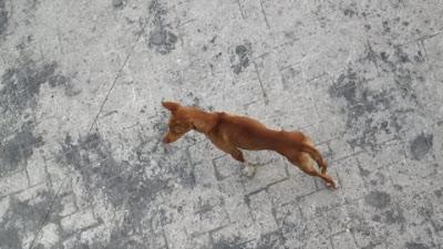 Perrito, parece podenco, cojo, en los huesos y comido de garrapatas en la puñetera calle... por favor, ayuda!! Cordoba