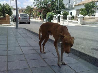 Perrito, parece podenco, cojo, en los huesos y comido de garrapatas en la puñetera calle... por favor, ayuda!! Cordoba