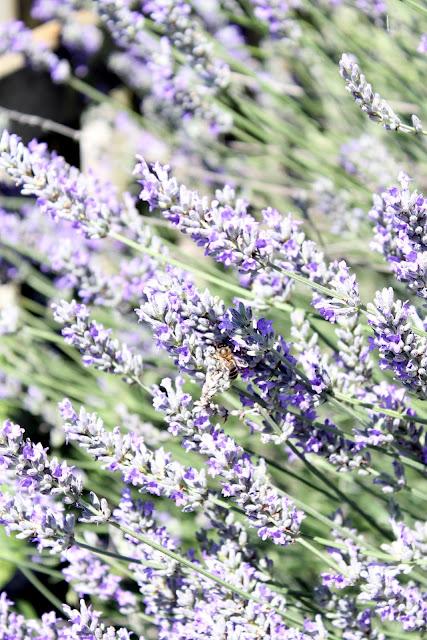 Pic momentos de verano