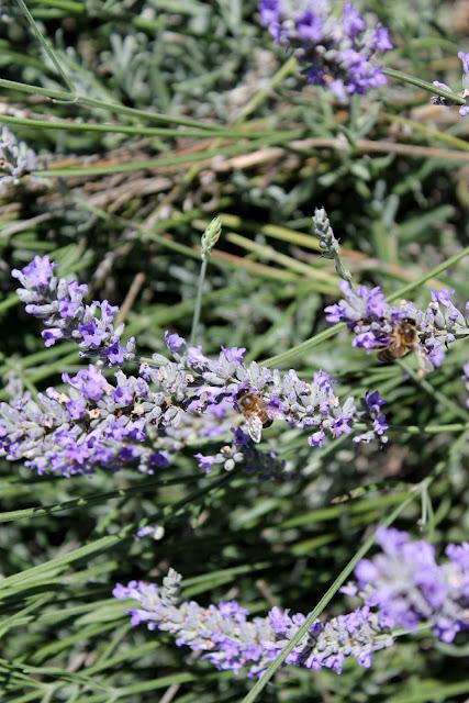 Pic momentos de verano