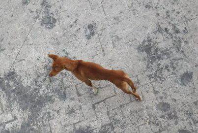 Foto: podenquito diminuto en los huesos y comido de garrapatas en la calle!!!!  como siempre.. pidiendo ayuda.. una compañera llamó ayer por la mañana, se ha encontrado este perrito en un estado lamentable, no se aprecia bien en la foto, pero está en los huesos y comido por las garrapatas... no tenemos ni un hueco, esimposible, nuestras casas están a rebosar, las cocheras... todo, ni un solo hueco... teme que si no encontramos algo urgentemente, desaparezca.. por favor, ayudadnos, me dice que es pequeño, aunque no lo parezca en la foto y que es jovencito quizá un año o poco más, también me dice que tiene una pata mal, no sabemos si rota o que, pero va cojito.. por favor.. es sumamente urgente, está en un pueblo de Córdoba, necesitamos acogida para ya, aunqeu sea una cochera, un patio, lo que sea!!, quitarlo de la calle mientras lo llevamos al veterinario y le buscamos algo más estable... por favorrrrrrrrrrrrrrr mujerpetirroja@gmail.com