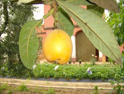 MADURACIÓN DE LAS FRUTAS DE ALGUNOS DE MIS ARBOLES FRUTALES