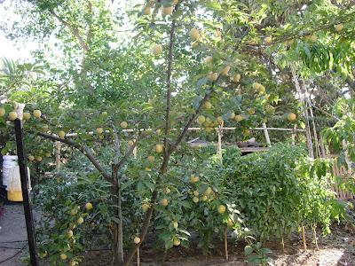 MADURACIÓN DE LAS FRUTAS DE ALGUNOS DE MIS ARBOLES FRUTALES