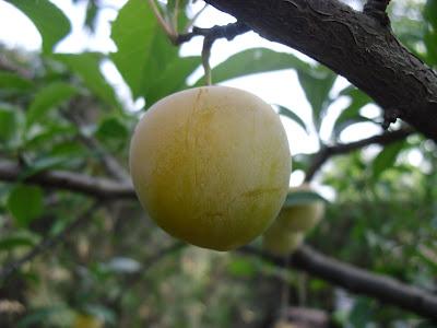 MADURACIÓN DE LAS FRUTAS DE ALGUNOS DE MIS ARBOLES FRUTALES