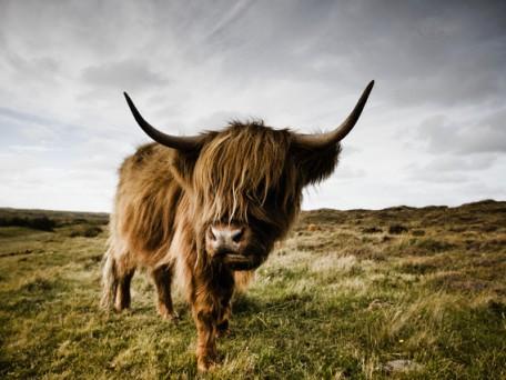 Highland steer in meadow