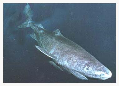 Estos tiburones son tan lentos que solo pueden cazarte si estás dormido