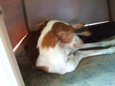 GALGO, NECESITA AYUDA URGENTE, PAGAN TODOS LOS GASTOS, ACOGIDA O ADOPCIÓN. (VALENCIA)