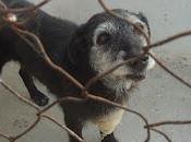 Abuela años tumor pata. Perrera Jaén.
