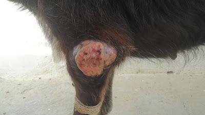 Abuela con 12 años y un tumor en la pata. Perrera de Jaén.