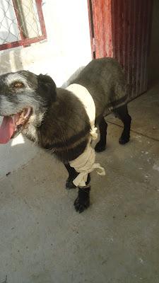 Abuela con 12 años y un tumor en la pata. Perrera de Jaén.