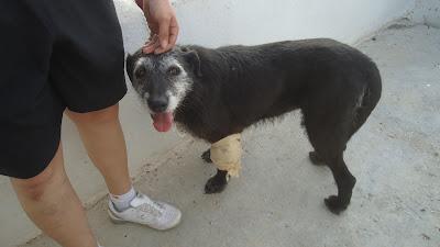 Abuela con 12 años y un tumor en la pata. Perrera de Jaén.