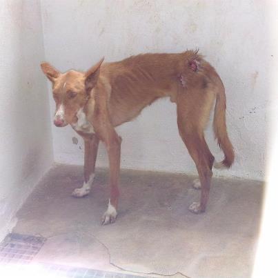 Foto: podenquita hembra entragada con herida en el culito, extremdamente delgada adoptadelaperrera@gmail.com
